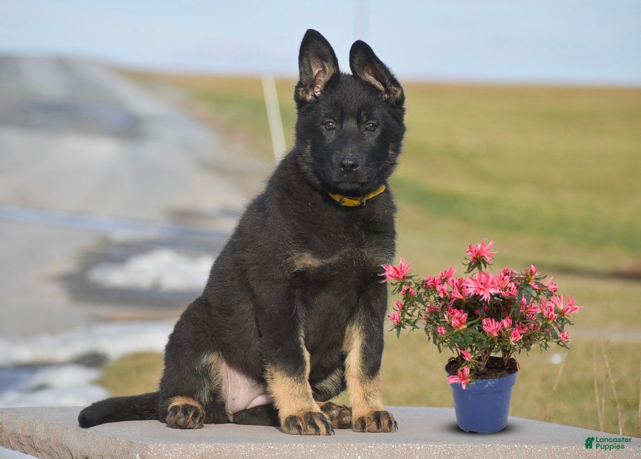 German Shepherd dogs Macey - Ad 1