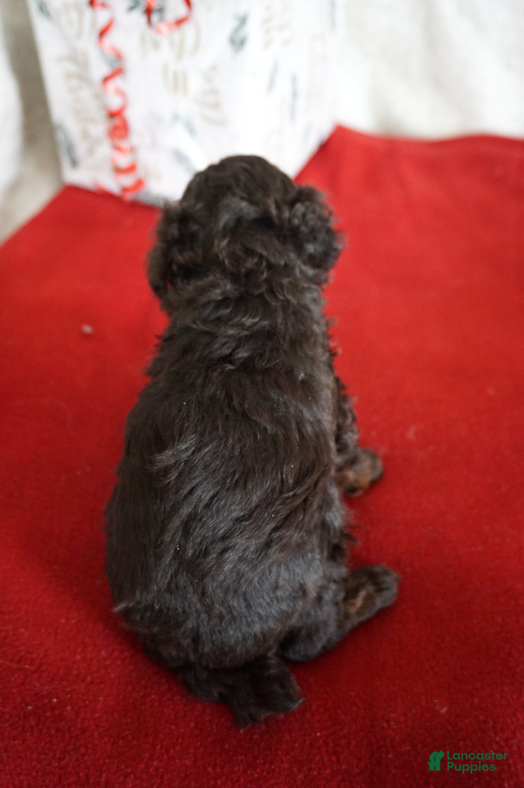 Toy Poodle dogs for sale: Lulu - Ad 4