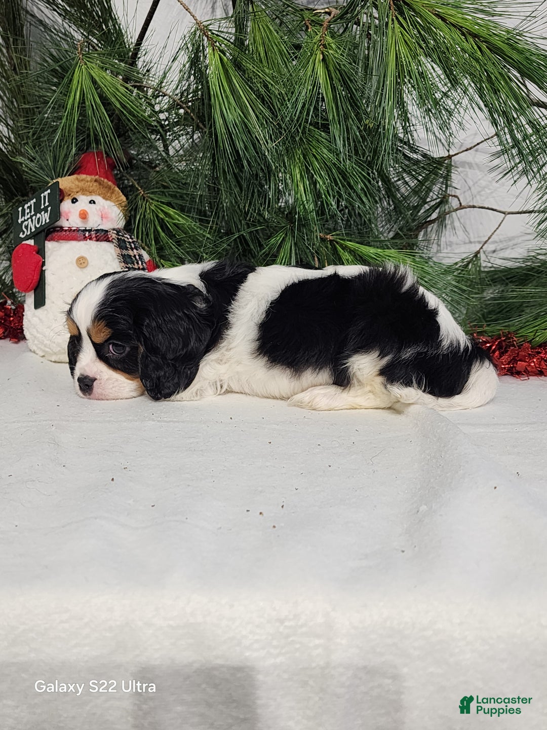 Cavalier King Charles Spaniel dogs for sale: Jack - Ad 4