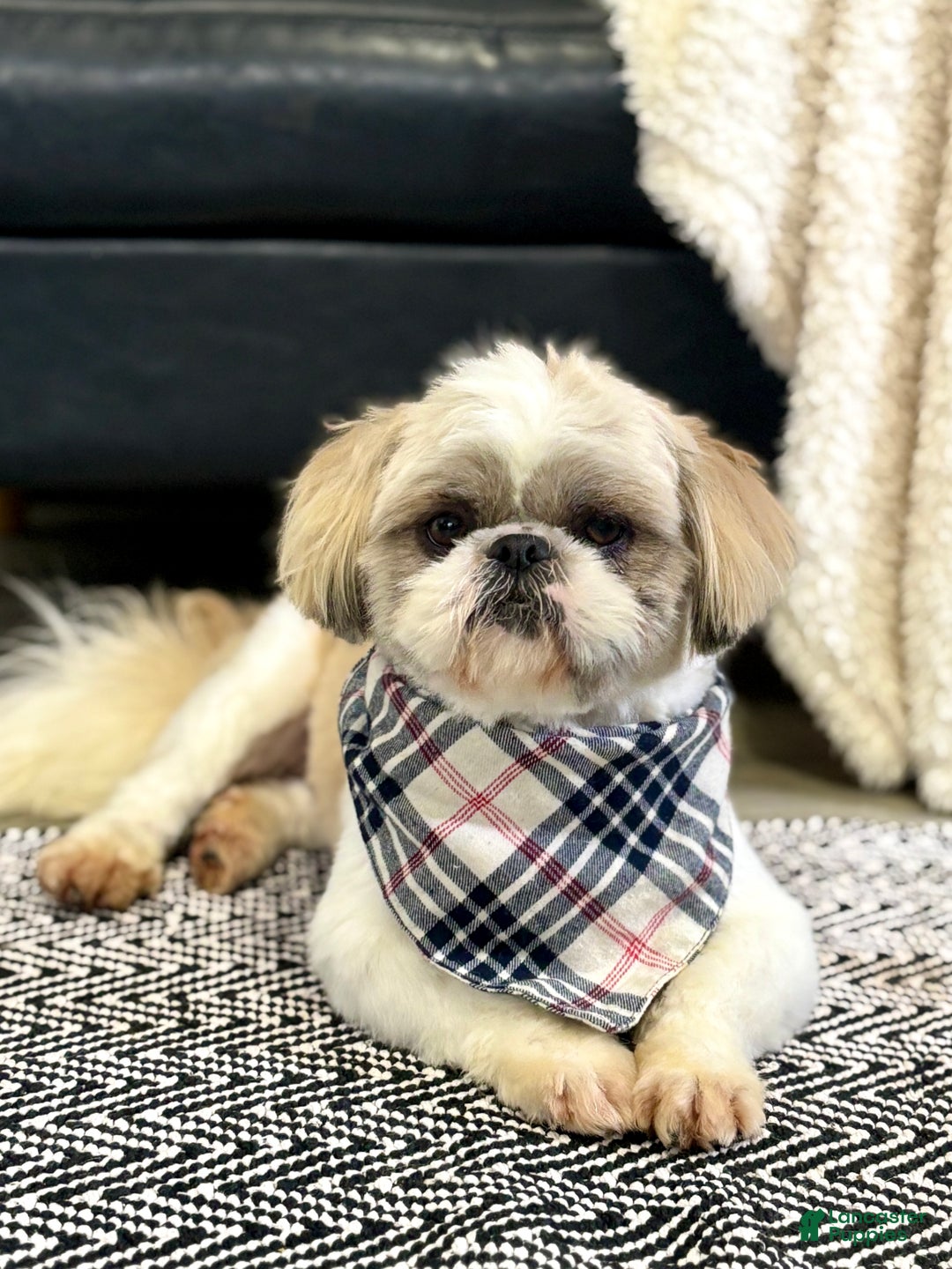 Shih Tzu dogs for sale: Nacho - Ad 3