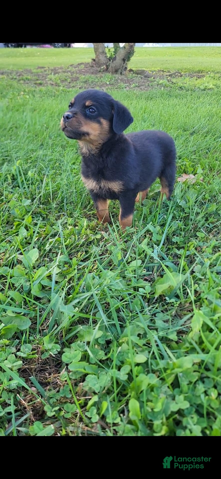 Rottweiler dogs Bell - Ad 1