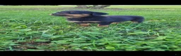 Rottweiler dogs for sale: Bell - Ad 1