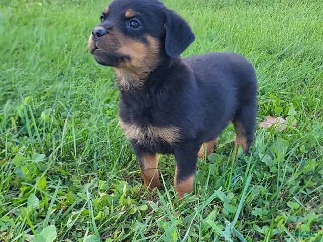 Rottweiler dogs Bell - Ad 1