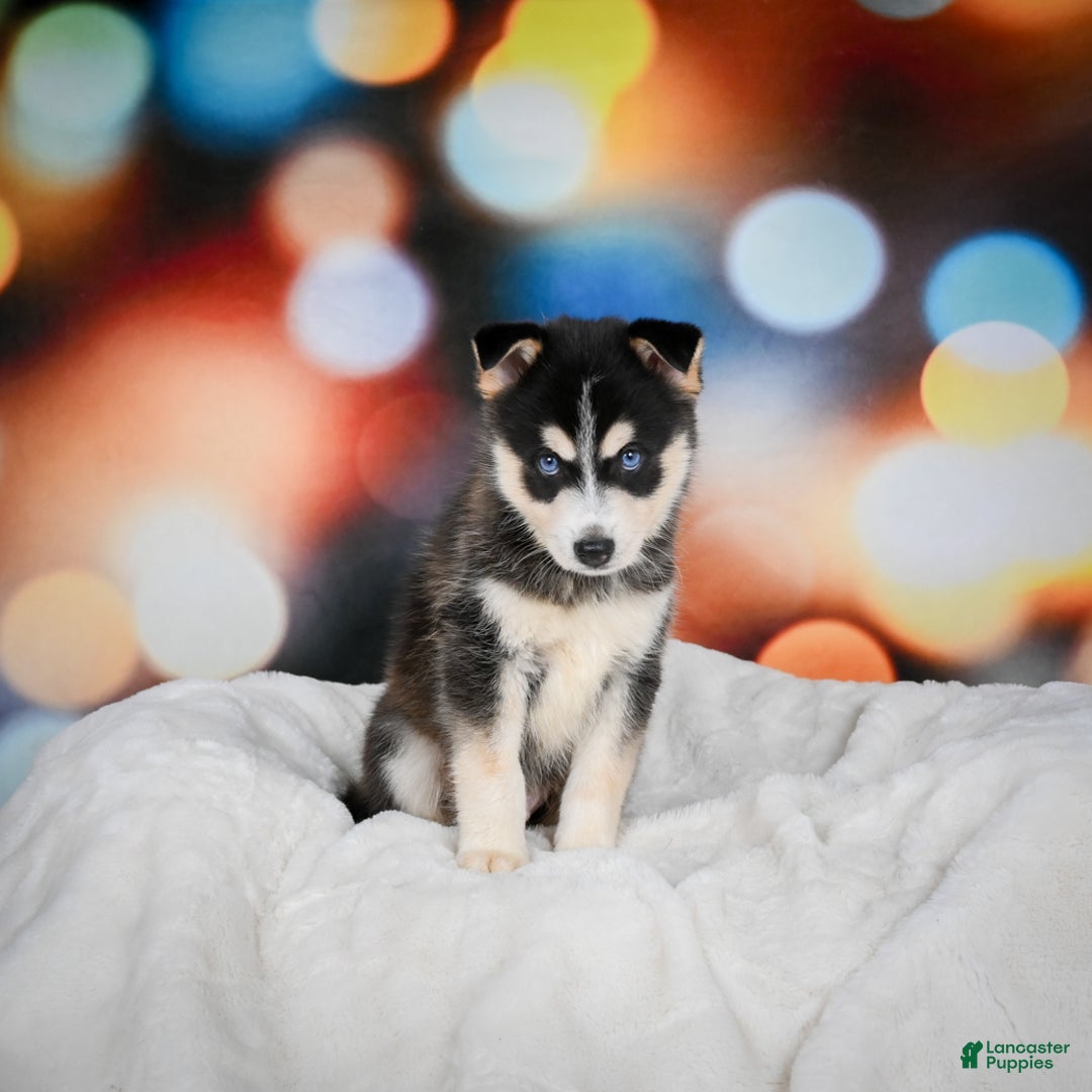 Pomsky dogs for sale: Pablo - Ad 8