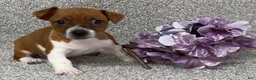 Jack Russell Terrier dogs for sale: Valerie - Ad 3