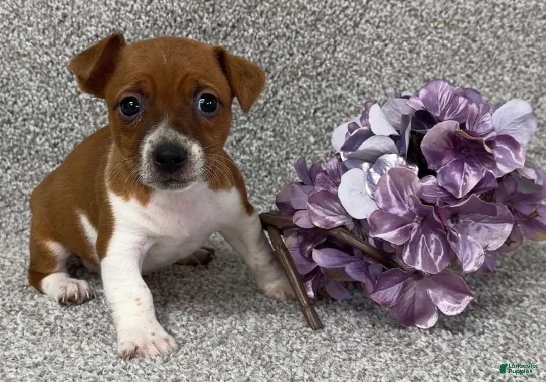 Jack Russell Terrier dogs for sale: Valerie - Ad 3