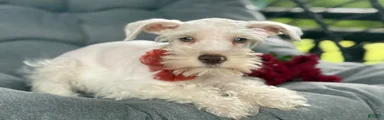 Winston
