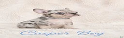 French Bulldog dogs for sale: Casper Boy - Ad 11