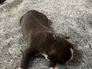 American Bully dogs American Bully Puppy 4 - Ad 30