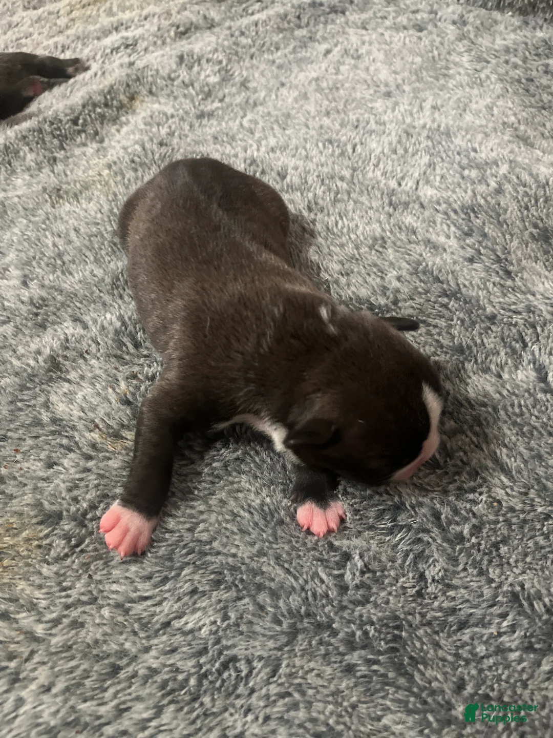 American Bully dogs for sale: American Bully Puppy 4 - Ad 2