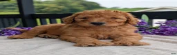 Goldendoodle dogs for sale: Archie  - Ad 4