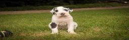 Great Dane dogs for sale: Cherish Great Dane  - Ad 6
