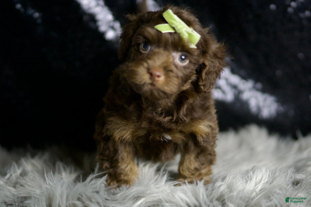 Yorkiepoo dogs for sale: Luigi - Ad 5