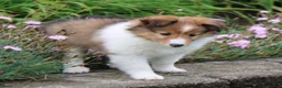 Shetland Sheepdog dogs for sale: Blossom Shetland Sheepdog  - Ad 3