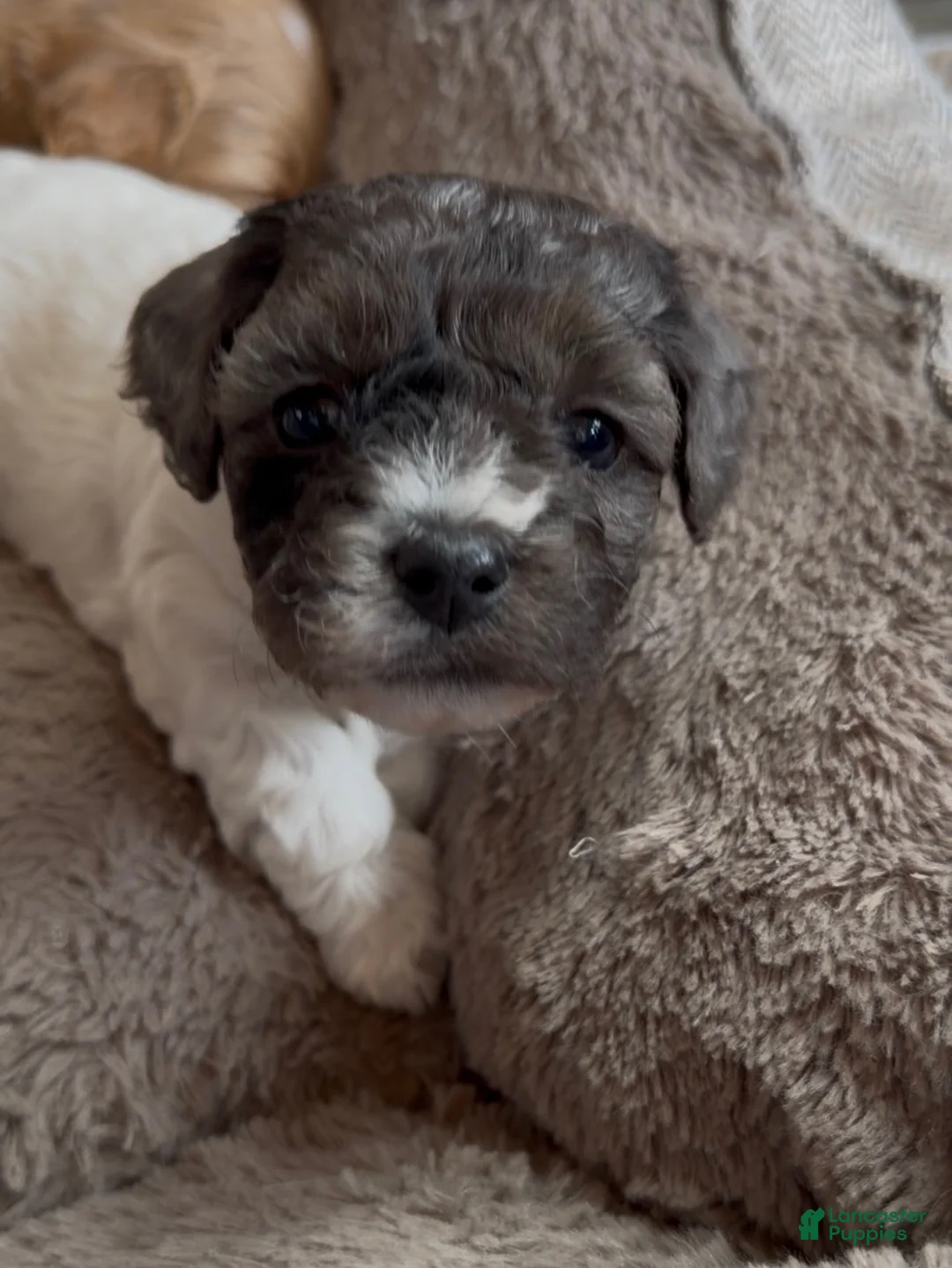 Yorkiepoo dogs for sale: Yorkiepoo ALUNA - Ad 2