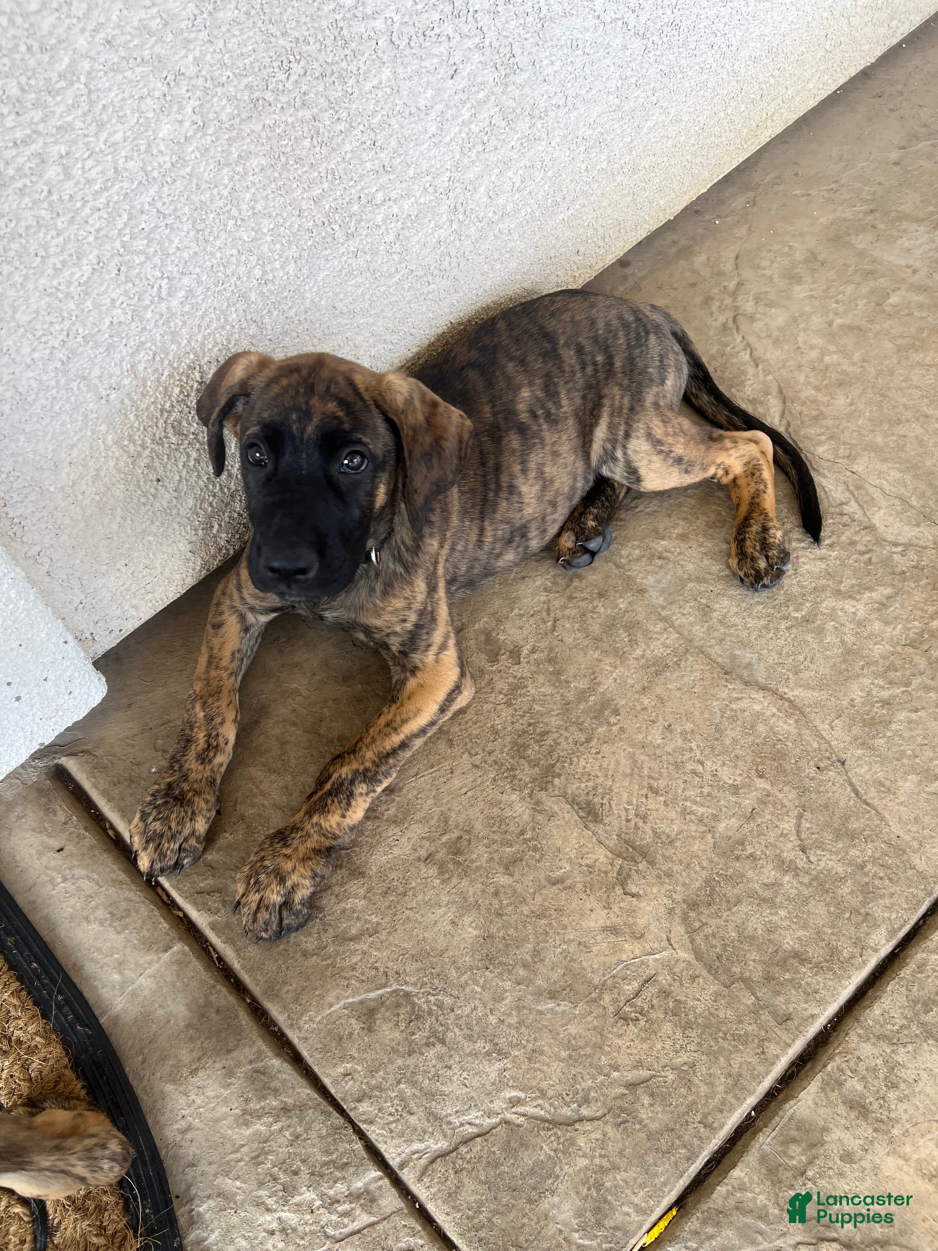 Mixed Breed dogs Mixed Breed Puppy 3 - Ad 23