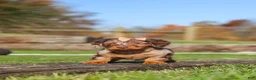 Miniature Dachshund dogs for sale: Jewel - Ad 8