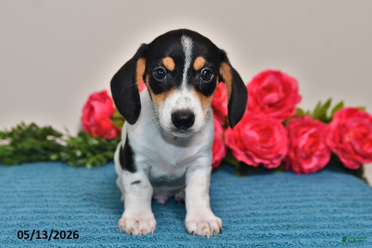 Miniature Dachshund dogs Leo - Ad 1