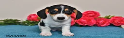 Miniature Dachshund dogs for sale: Leo - Ad 1