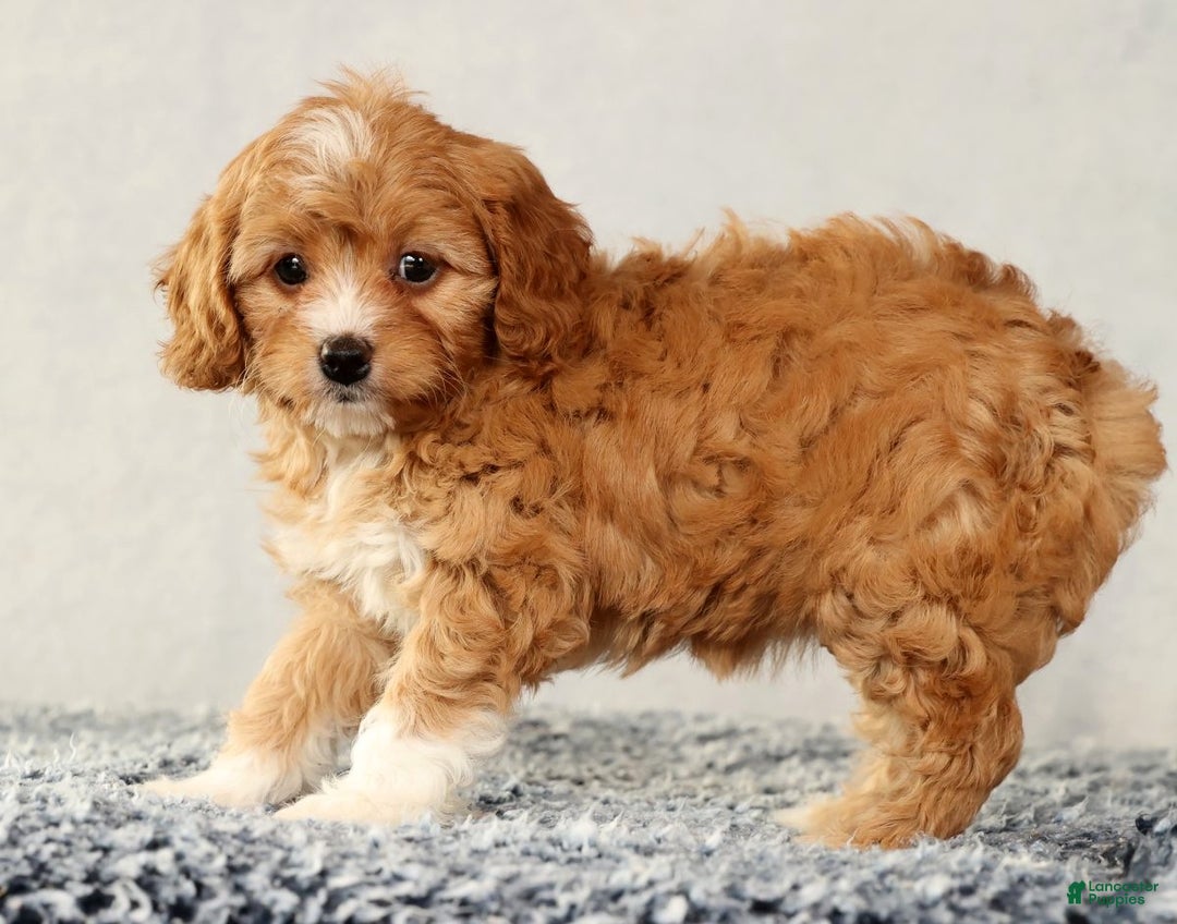 Cavapoo dogs for sale: Vanessa - Ad 9