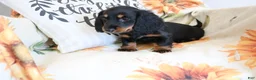 Miniature Dachshund dogs for sale: Daisy - Ad 7