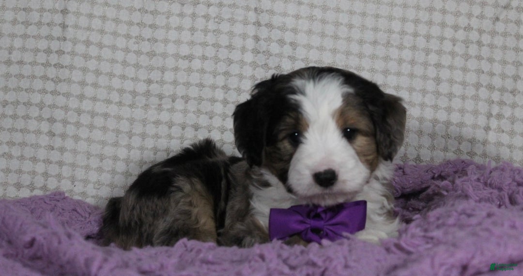 Mini Aussiedoodle dogs for sale: Odie - Ad 8