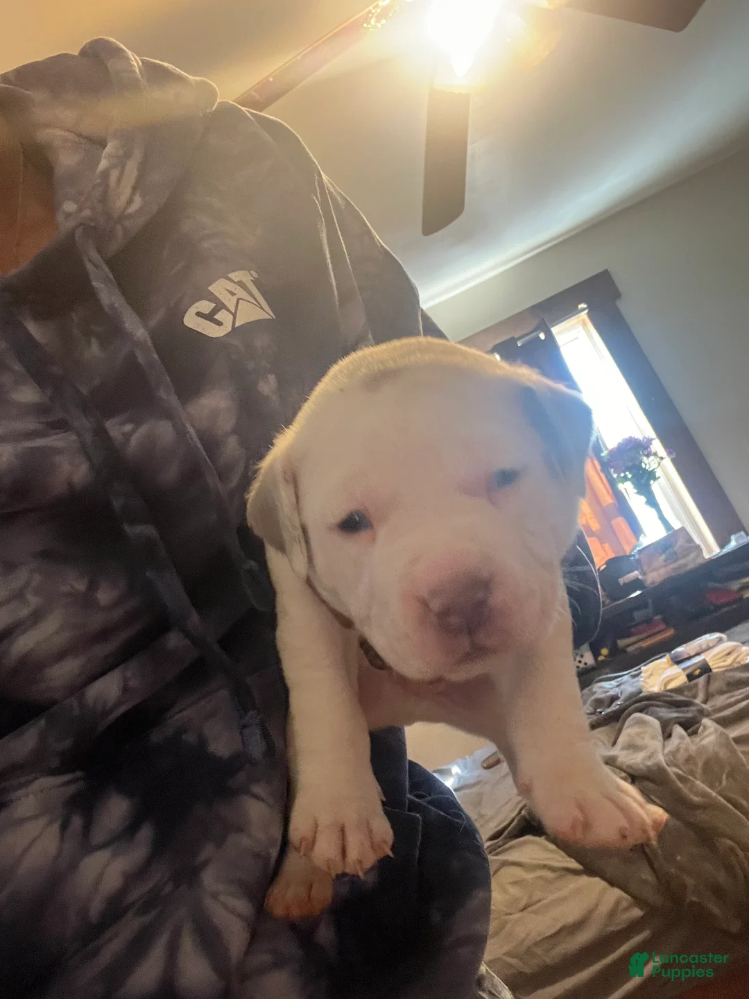 American Bully dogs for sale: American Bully Puppy 2 - Ad 1