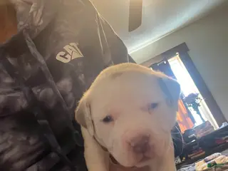 American Bully dogs American Bully Puppy 2 - Ad 6