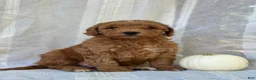 Mini Goldendoodle dogs for sale: Mini Goldendoodle 2 - Ad 4