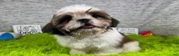 Shih Tzu dogs for sale: Shih Tzu 2 - Ad 2