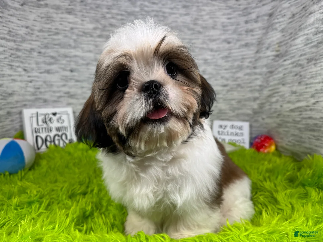 Shih Tzu dogs for sale: Shih Tzu 2 - Ad 2