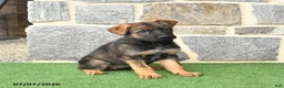 German Shepherd dogs for sale: Olivia - Ad 2