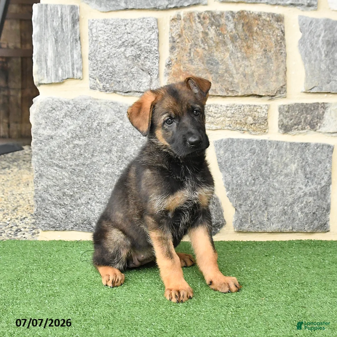 German Shepherd dogs for sale: Olivia - Ad 2