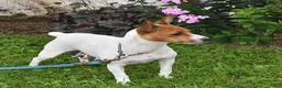 Jack Russell Terrier dogs for sale: Rosie - Ad 6