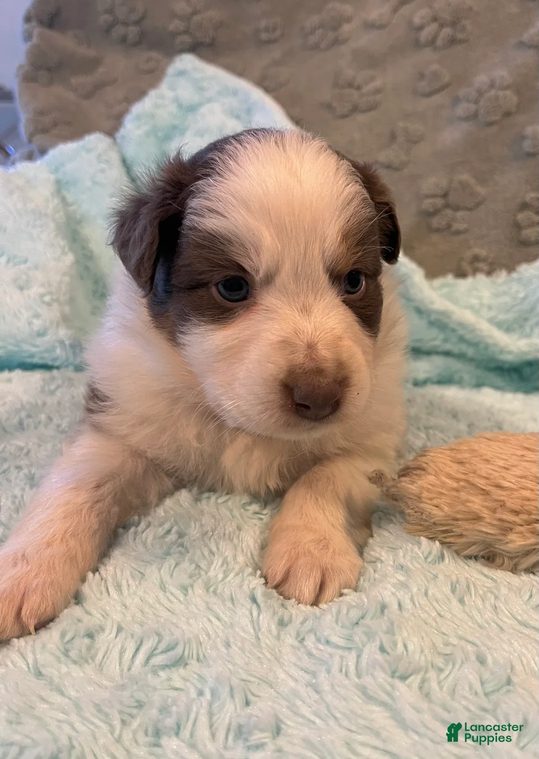 Australian Shepherd dogs for sale: Jollie  - Ad 13