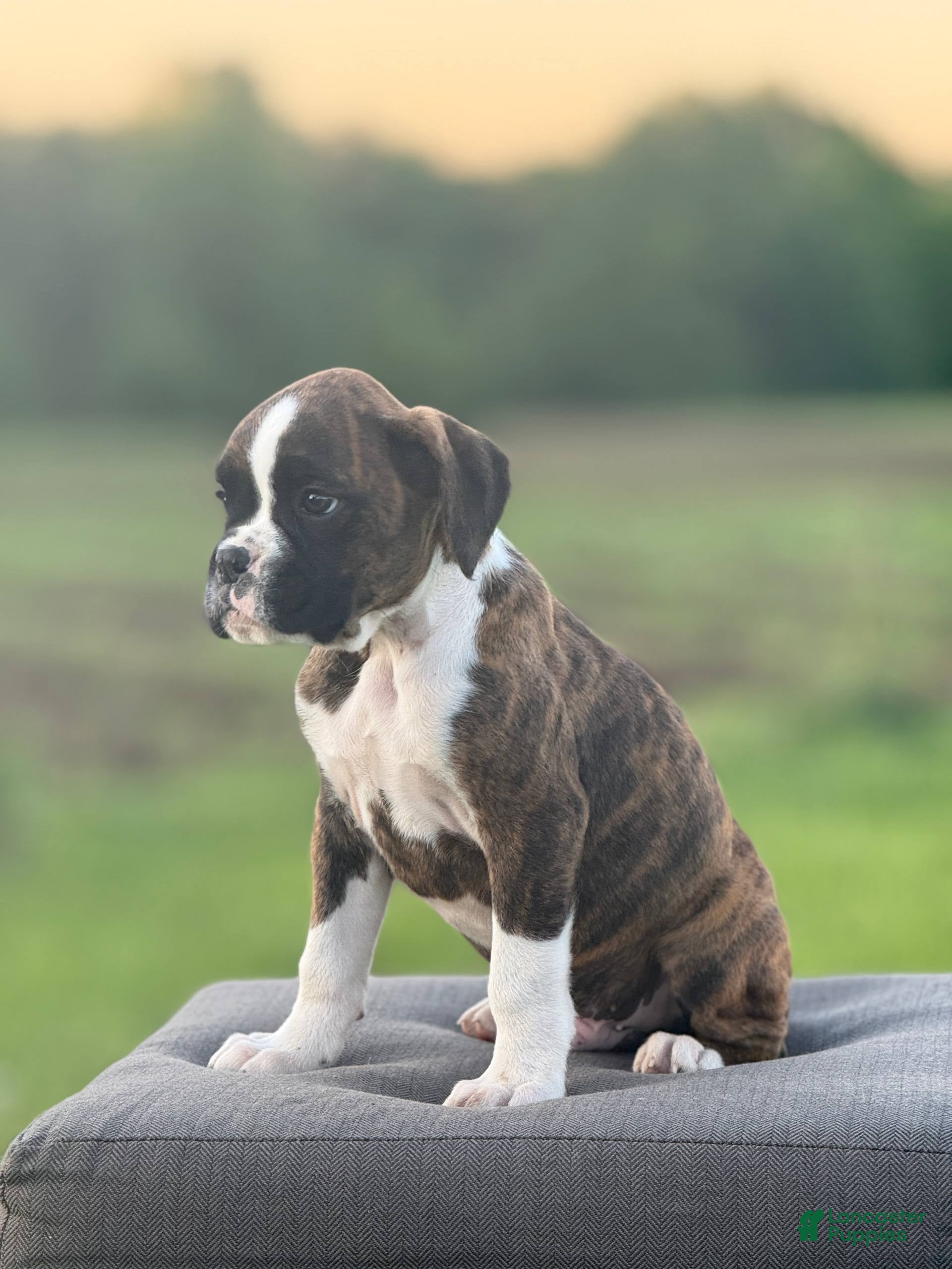 Boxer dogs Basil - Ad 1