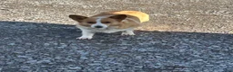 Welsh Corgi Pembroke dogs for sale: Logan - Ad 4