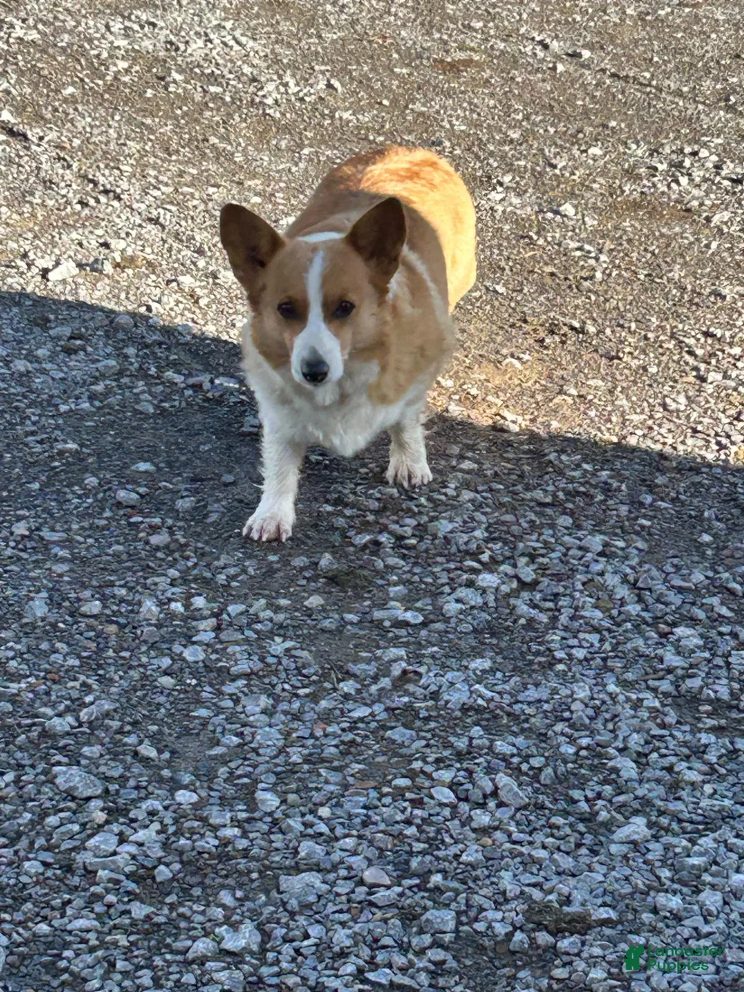 Welsh Corgi Pembroke dogs for sale: Logan - Ad 4