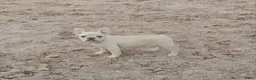 French Bulldog dogs for sale: French Bulldog Puppy 5 - Ad 4