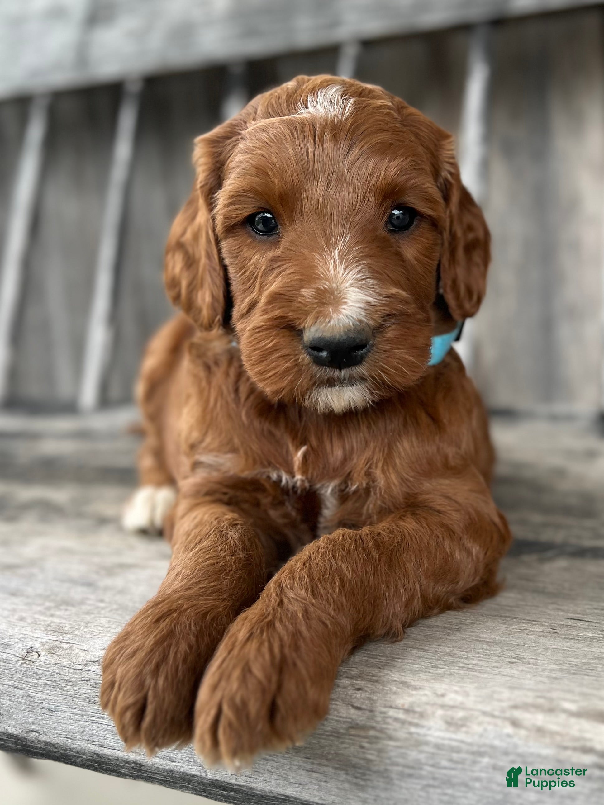Irish Doodle dogs Birch - Ad 1