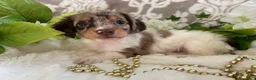 Miniature Dachshund dogs for sale: Maci - Ad 3
