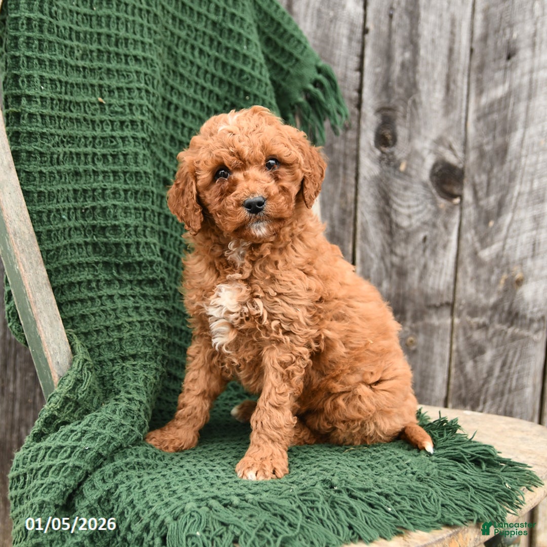 Mini Goldendoodle dogs for sale: Tucker - Ad 2