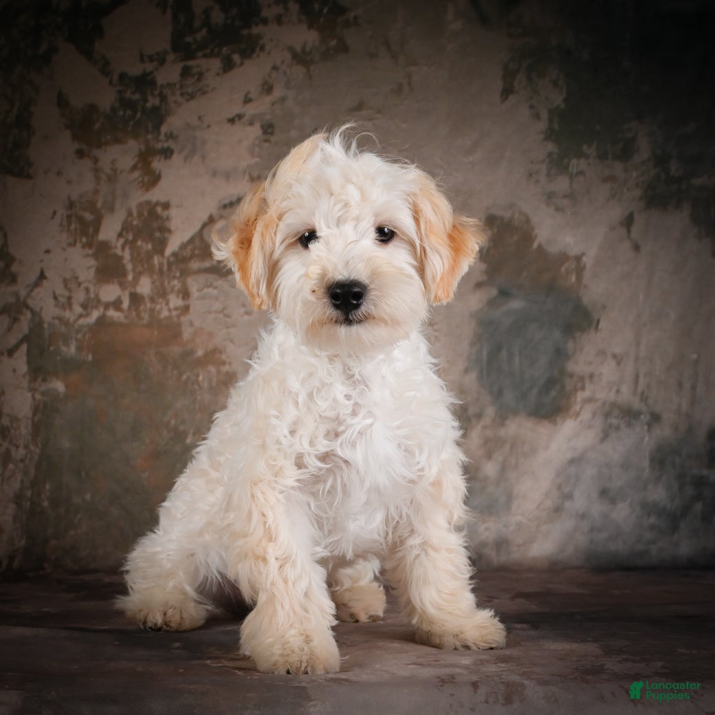 Maltipoo dogs for sale: Theodore - Ad 1