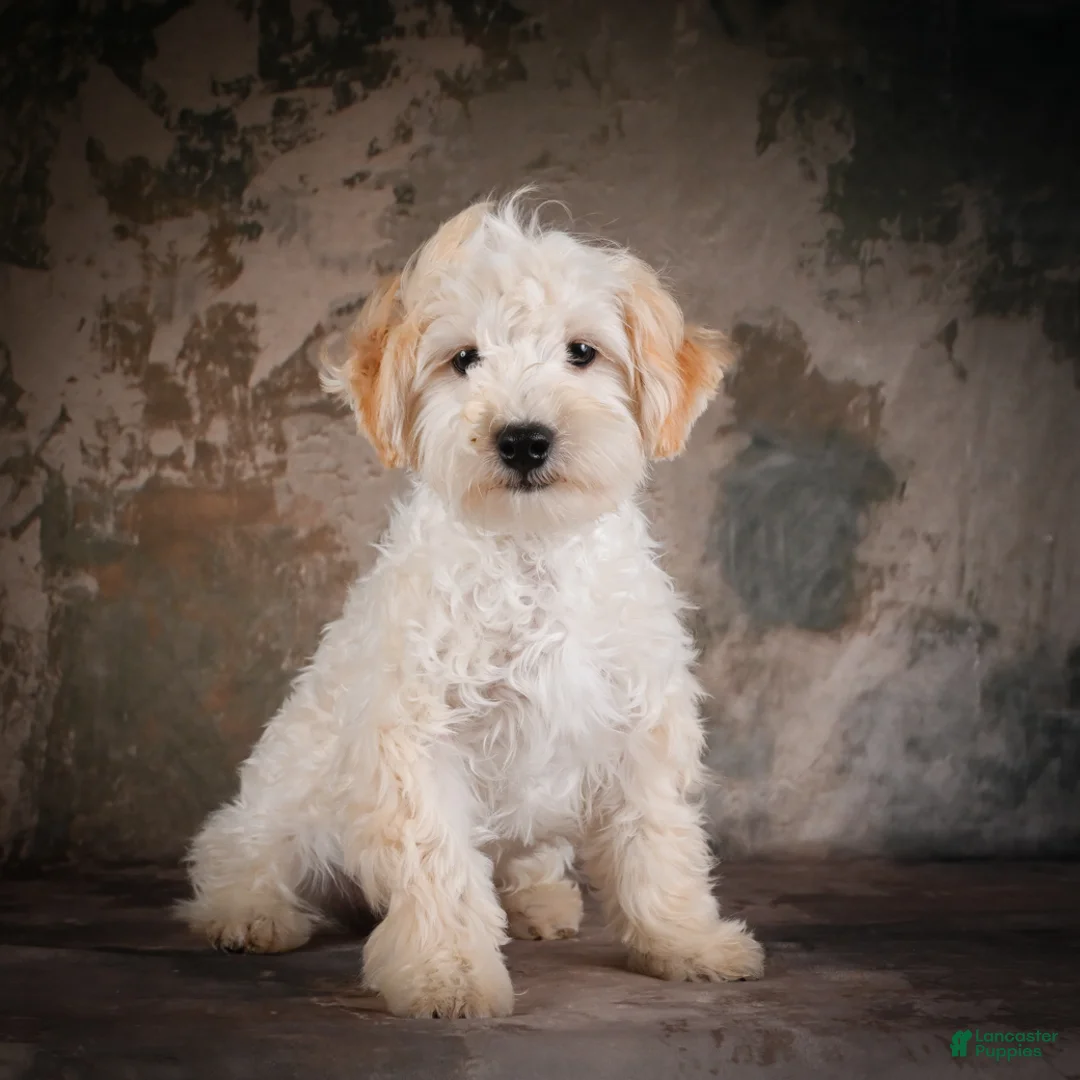 Maltipoo dogs for sale: Theodore - Ad 1