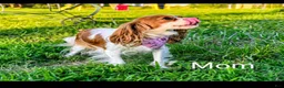 Cavapoo dogs for sale: Cavapoo 3 Light Red Female  - Ad 4
