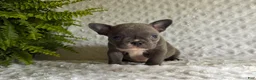 French Bulldog dogs for sale: Star - Ad 7