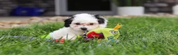 Cavapoo dogs for sale: Jordan - Ad 7
