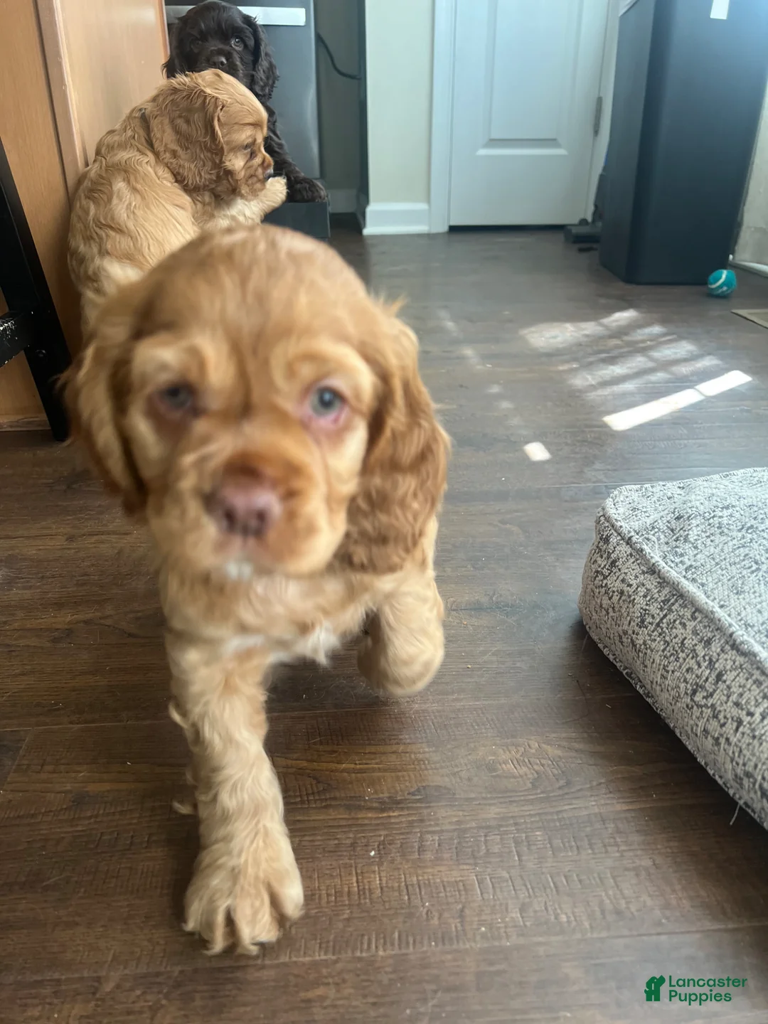 Cocker Spaniel dogs for sale: Cocker Spaniel Puppy 4 - Ad 2