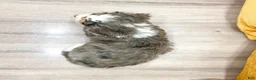 Mini Bernedoodle dogs for sale: Maddie - Ad 5