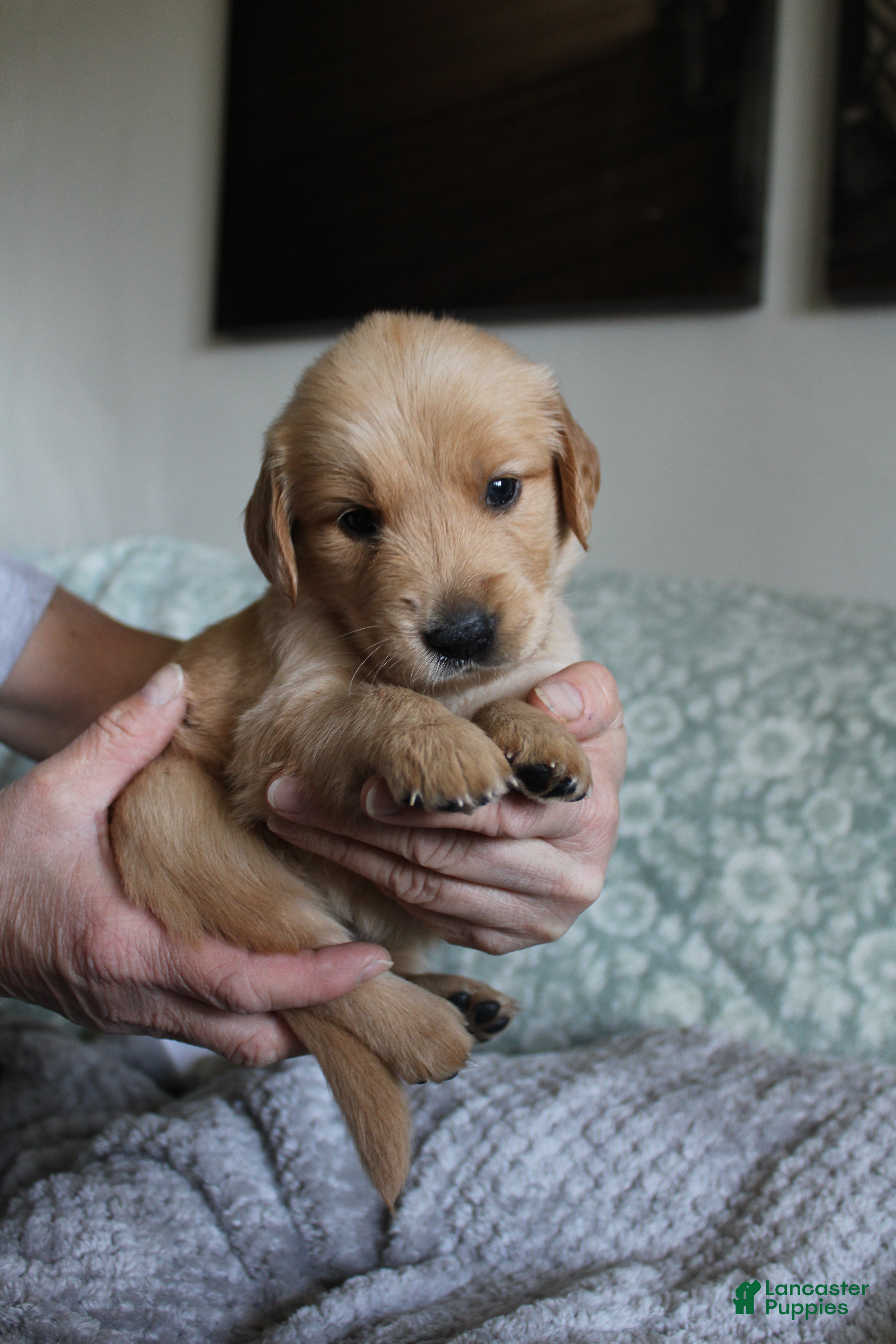 Golden Retriever dogs Golden Retriever Puppy 1 - Ad 8